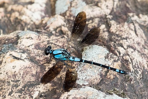 Sapphire Rockmaster (Diphlebia coerulescens)